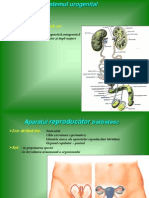 Aparatul Reproducator barbatesc.ppt