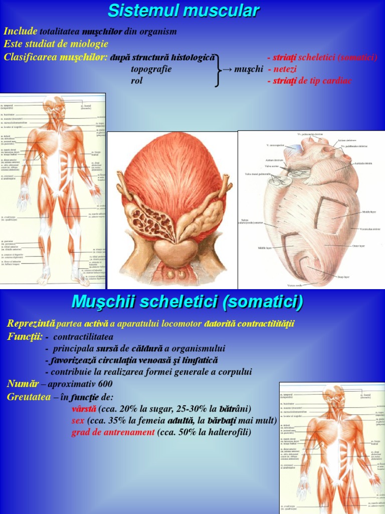 Sistemul muscular