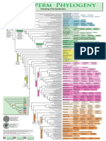 Angiosperm Phylogeny