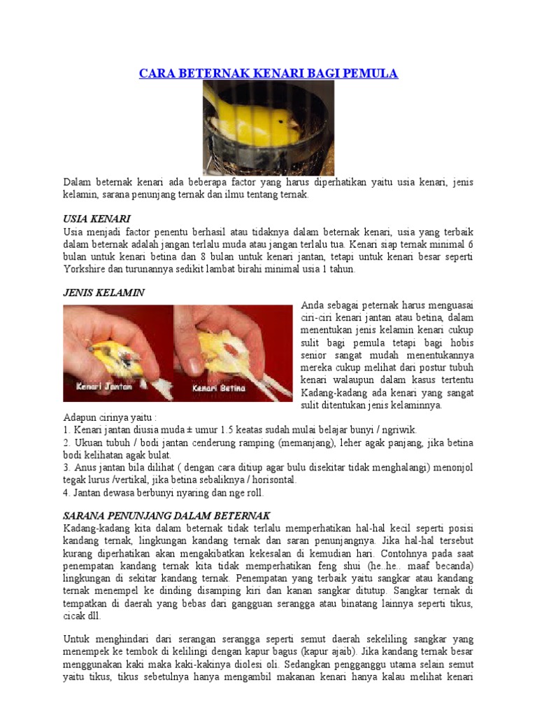 Ciri Kenari Jantan Umur 2 Bulan - Ini Cirinya