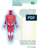 Planche Muscles PDF