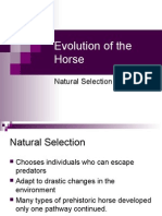 1-Evolution of The Horse