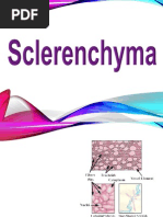 Sclerenchyma