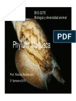Moluscos: Phylum Mollusca