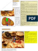 LP 20 Ficatul PDF