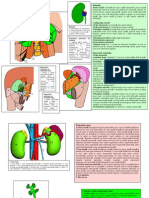 LP 23 Rinicii Ureterul Vezica Urinara PDF
