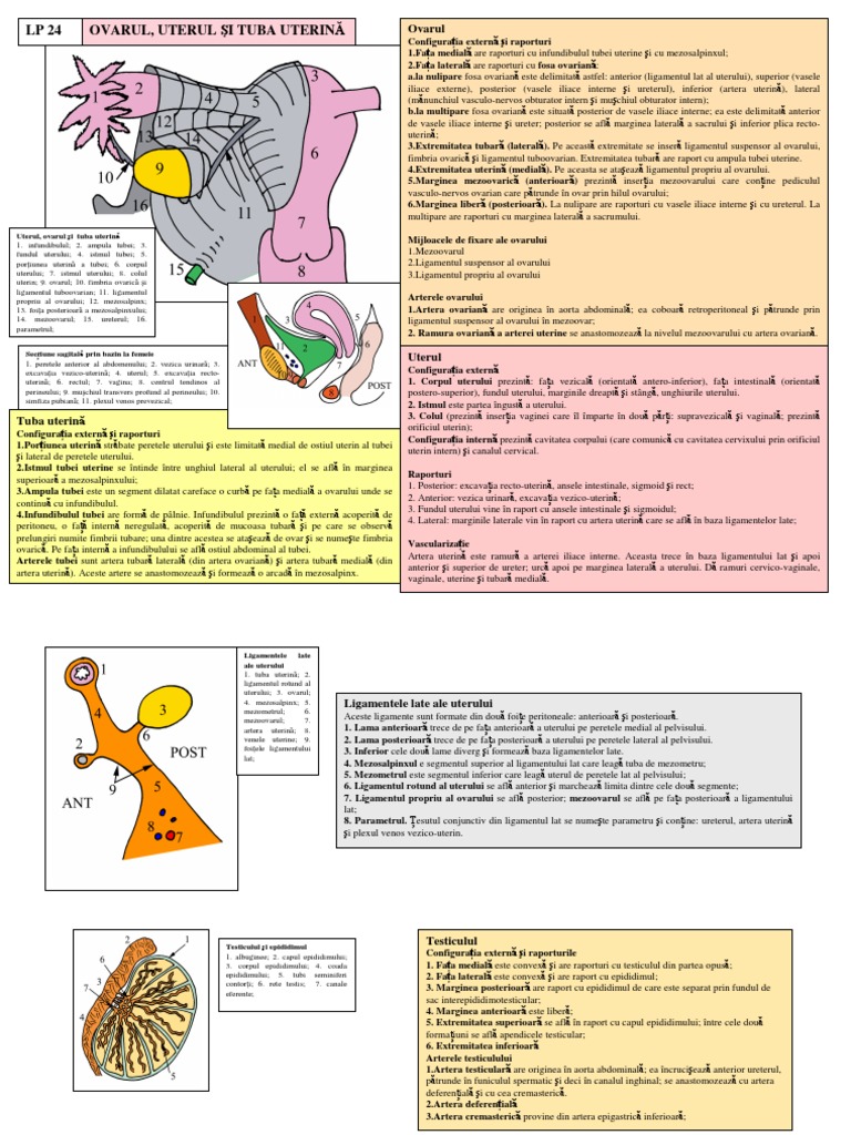 LP 24 Ovarul Uterul Tuba Uterina Testiculul Caile Spermatice Prostata ...