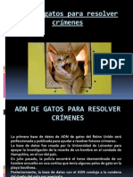 ADN de gatos para resolver crímenes