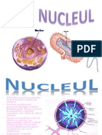 Nucleul