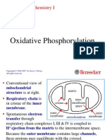 13 Oxphos