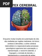 Cortex Cerebral