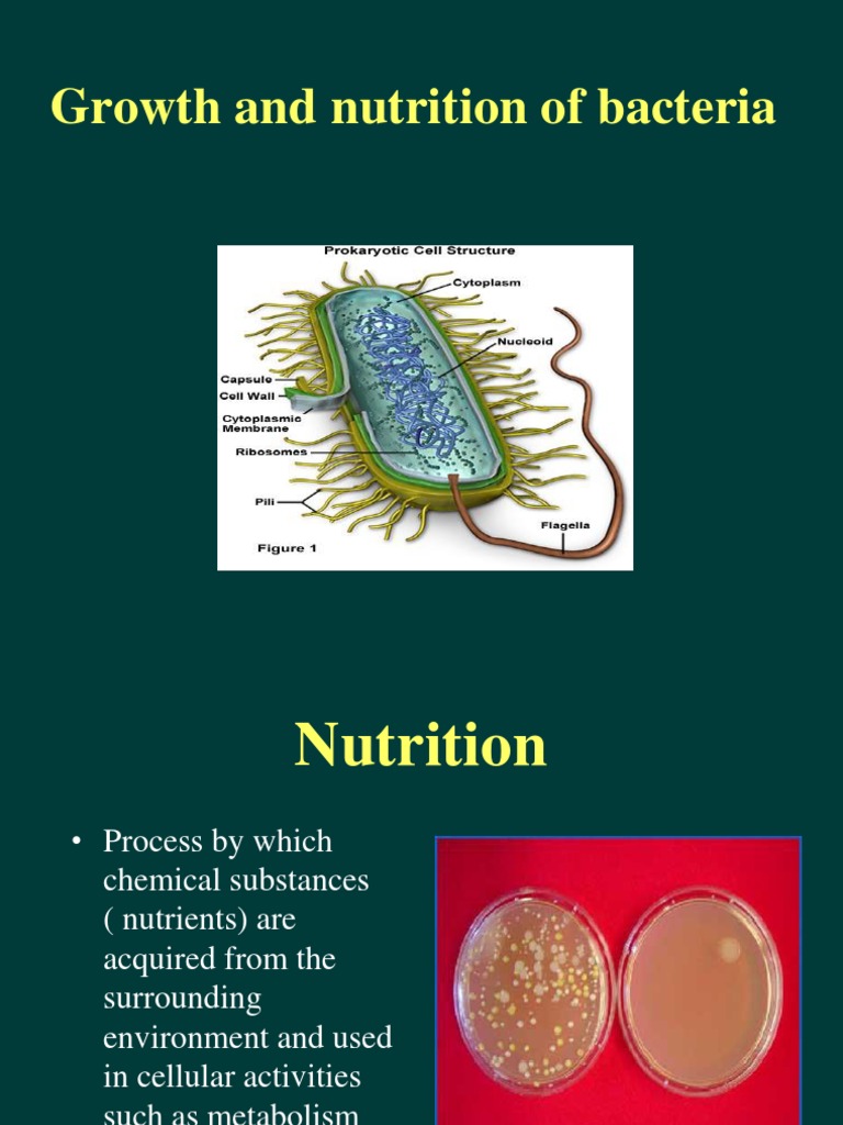 assignment on mode of nutrition in bacteria