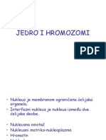 Jedro I Hromozomi