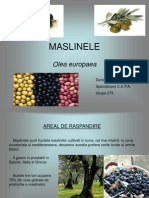 MASLINELE