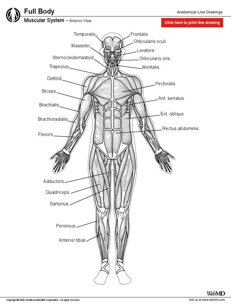 Muskuloskeletal Ant | PDF