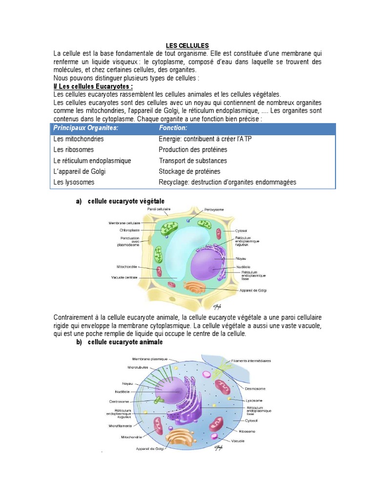 Structure et Types de Cellules | PDF | Cytoplasme | Cellule (Biologie)