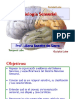 Fisiologia Sensorial4788