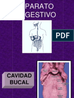 Aparato Digestivo Tubular y Glandular
