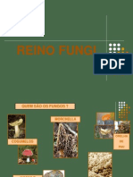 Reino Fungi