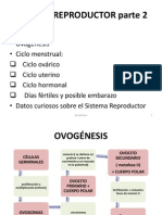 Ciclo Menstrual