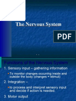 anatomy Presentation ho 7(nervous system)