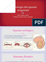 Embriología Del Aparato Urogenital