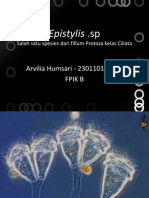 Epistylis .SP Arvilia HUmsari - 230110120097