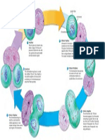 Cell Division