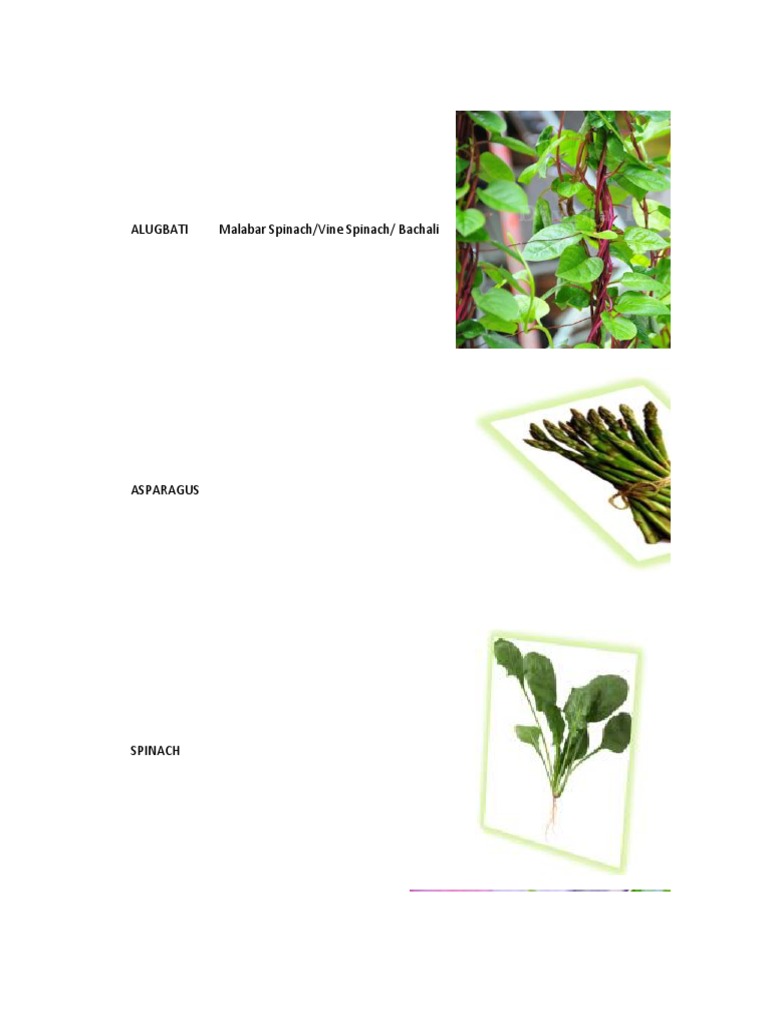 English Name of Alugbati | PDF