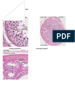 Histologi Pria