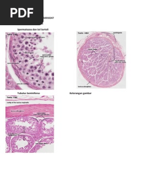 Keksa mori supuruvchilar ishtirokidagi lesbiyan pornosini tomosha qiling