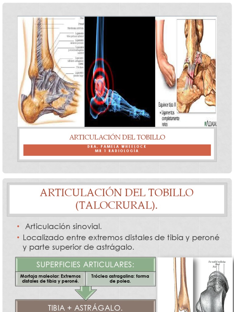 Anatomía de la Articulación del Tobillo | PDF | Tobillo | Anatomía del ...