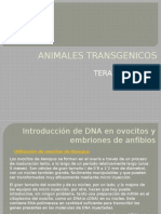 Animales Transgenicos