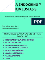 Sistema Endocrino 2