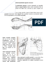 Curs3 Anatomia Omului