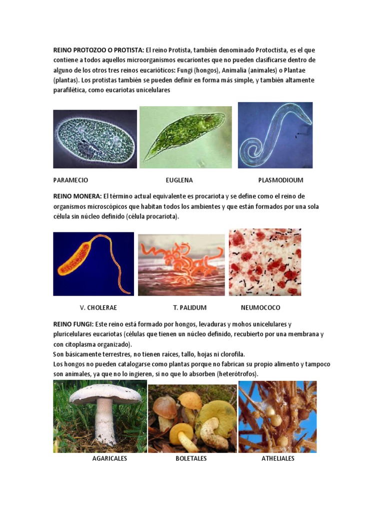 Reinos 3 Imágenes | PDF
