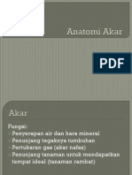 Anatomi Akar PDF