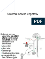 Sistemului Nervos Vegetativ
