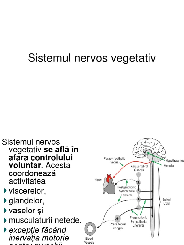 Sistemului Nervos Vegetativ | PDF
