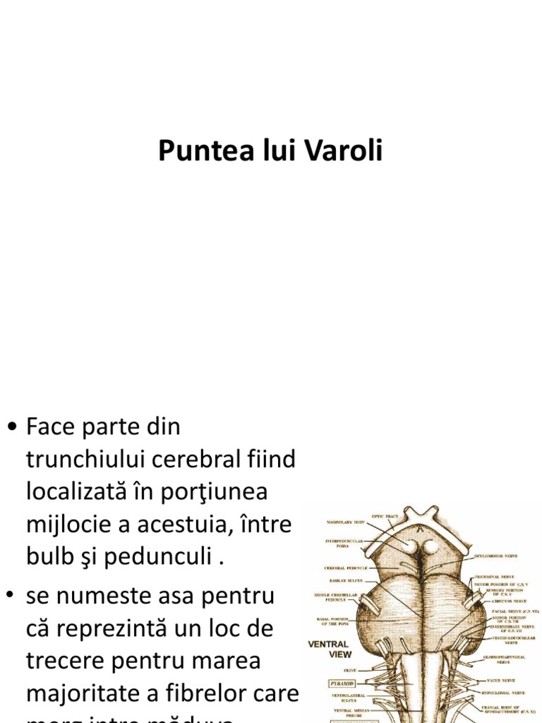 Puntea Lui Varoli | PDF