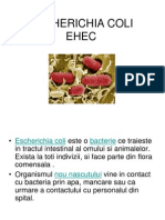 ESCHERICHIA COLI EHEC.ppbjujt