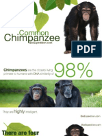 Common Chimpanzee - 