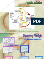 Patologia Testicular