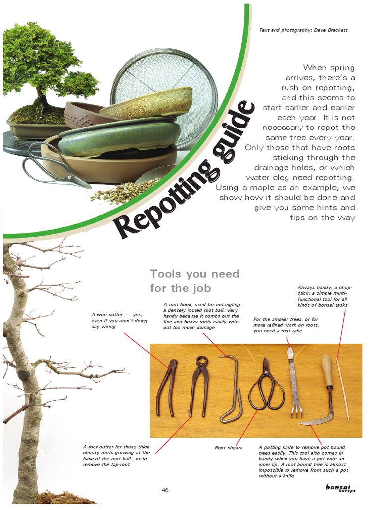 Bonsai EN Repotting Guide PDF Trees Bonsai