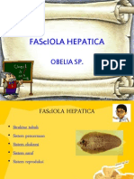 Fasciola Hepatica, Obelia SP