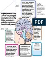 Marijuana and The Brain