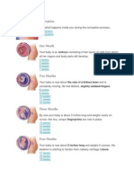 Conception: Fertilization Implantation