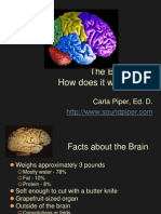 brain