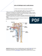 Trabajo practico de fisiología renal y medio interno