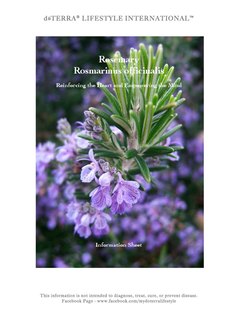 Rosemary Information Sheet Aromatherapy Rosemary